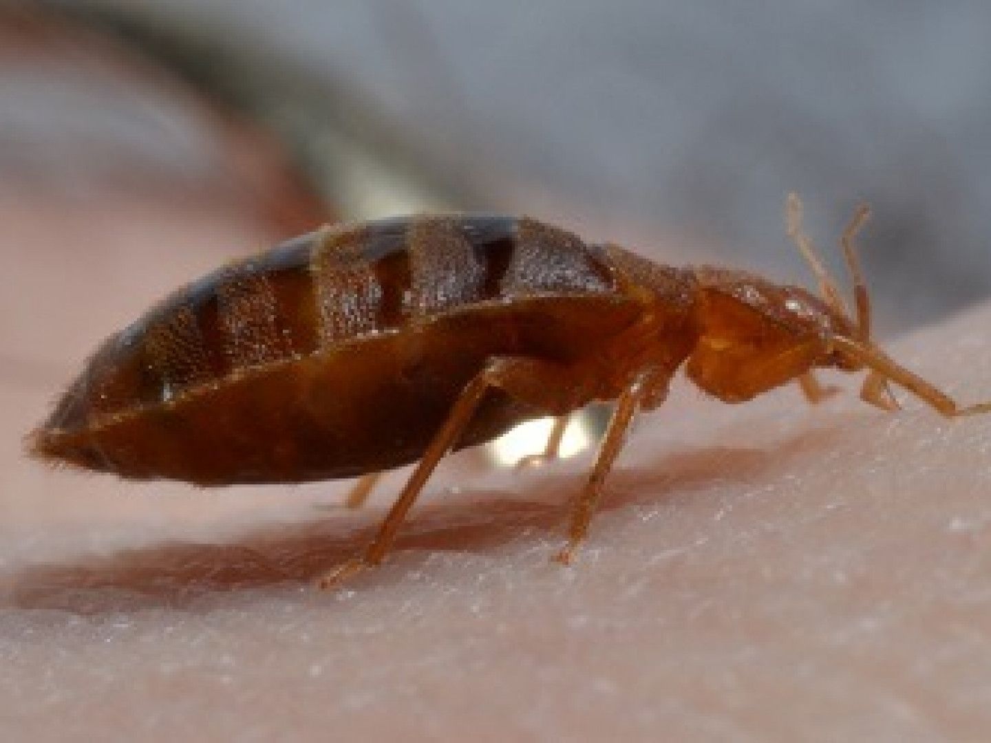 Bed bug crawling on skin; reddish-brown insect with segmented body and legs.