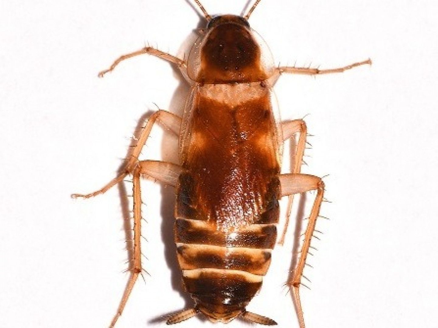 Brown cockroach with dark central markings and tan legs and antennae on a white background.