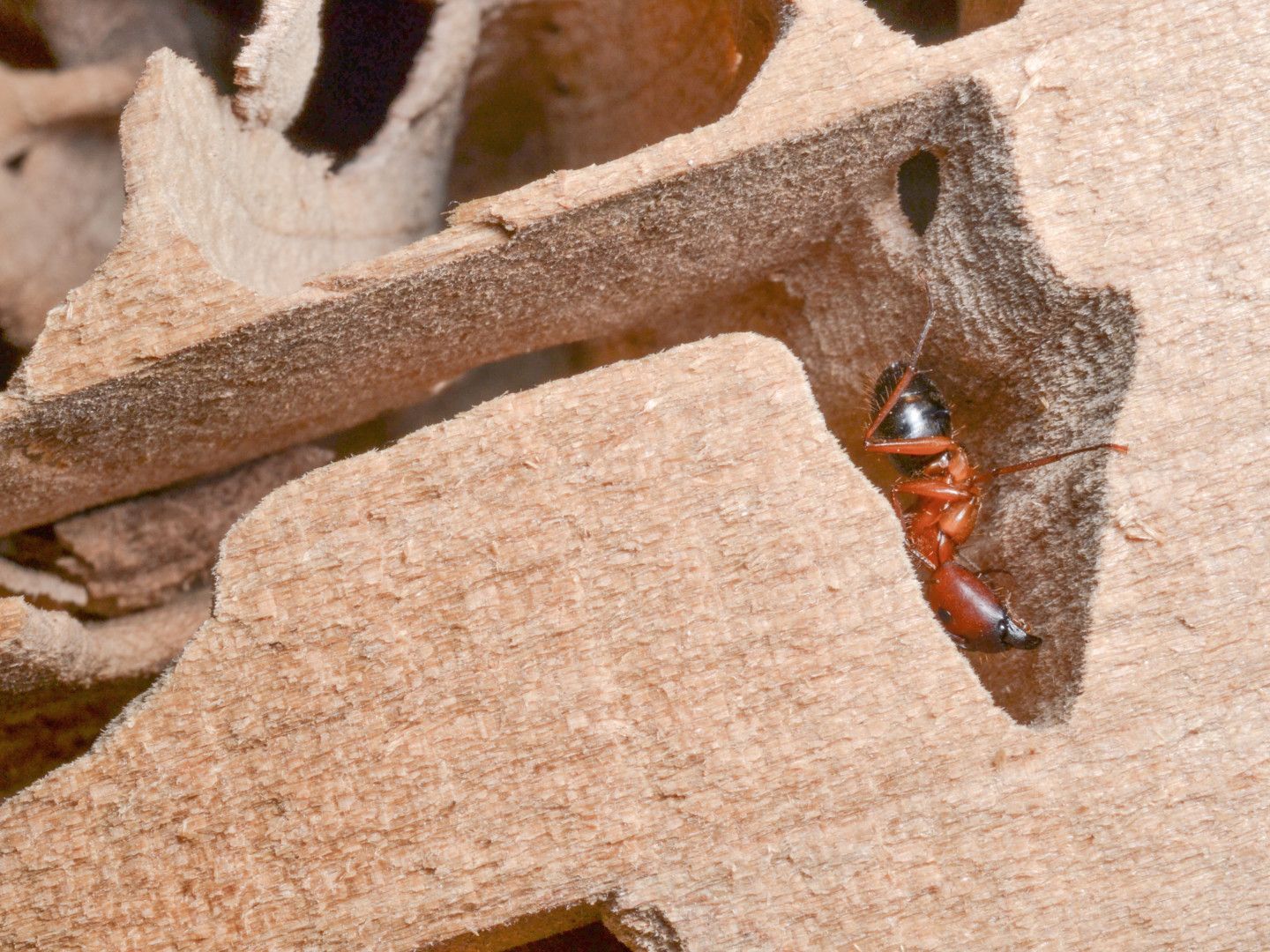 Red ant in a nest, clinging to the edge of a small opening.