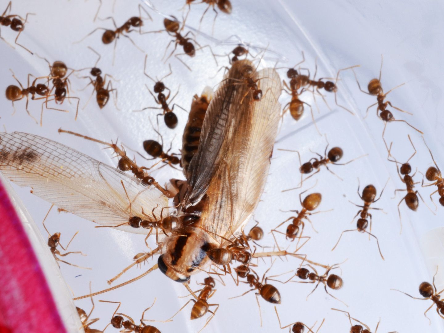 Ants swarm over a dead insect. Brown ants surround the insect, possibly consuming it.