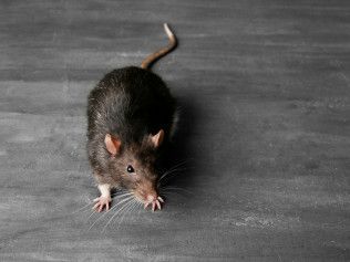 Black rat on a dark gray surface, looking toward the viewer.