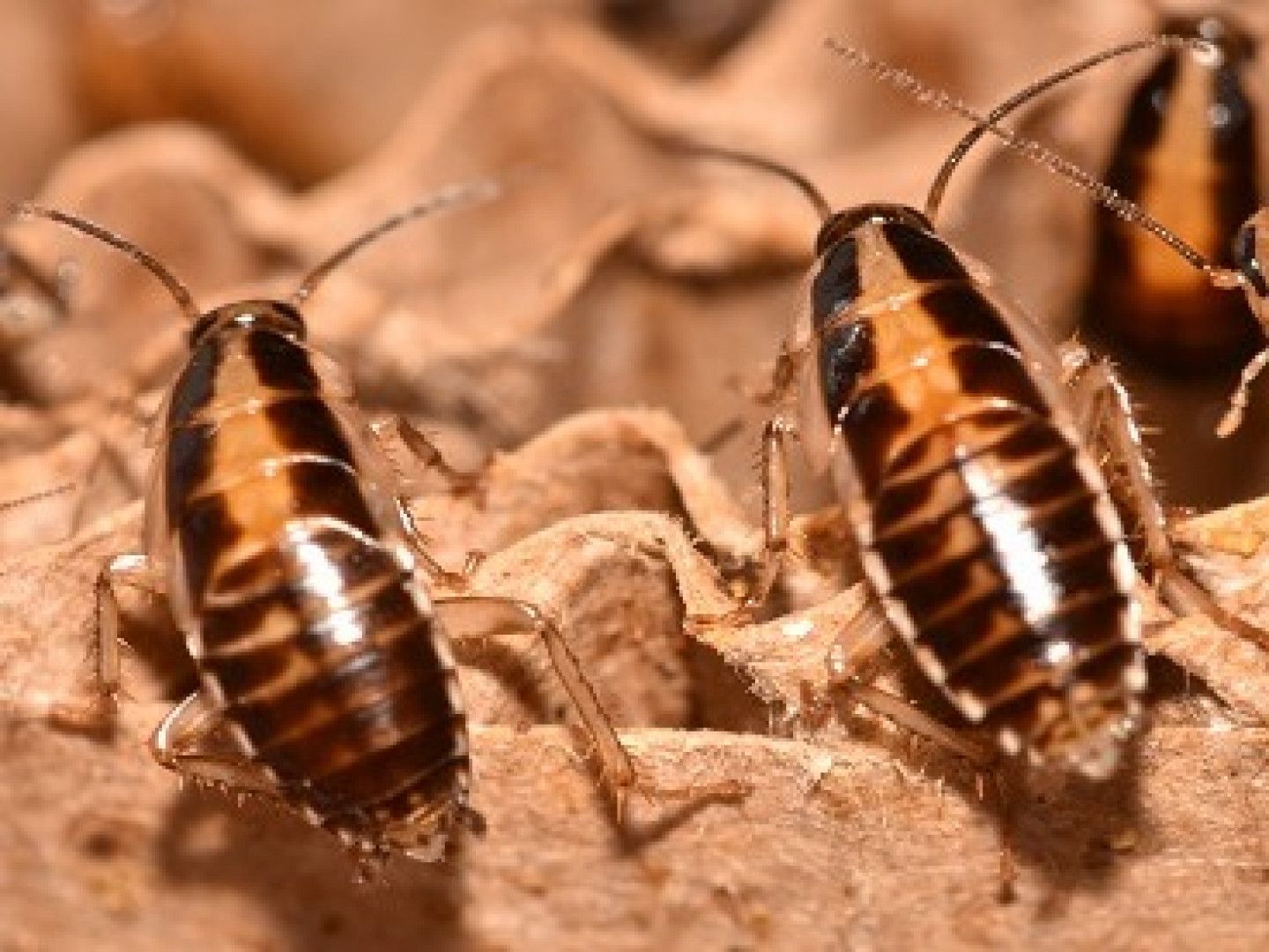 Cockroaches with brown and tan shells, crawling on cardboard.