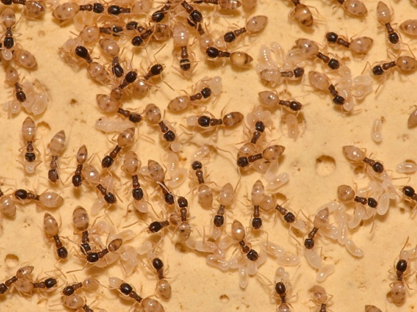 Close-up of numerous small, tan and black ants, some carrying white larvae, on a yellow surface.
