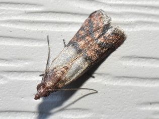 Small moth with brown and white patterned wings on a white surface.