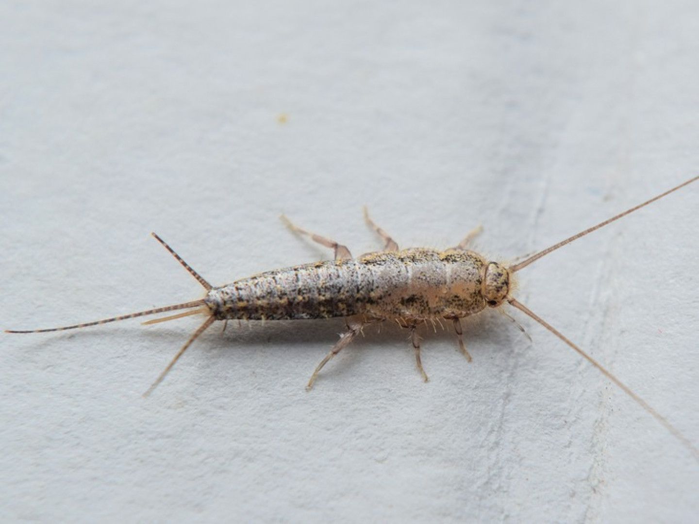 Silverfish insect on a white surface, with long antennae and multiple legs.