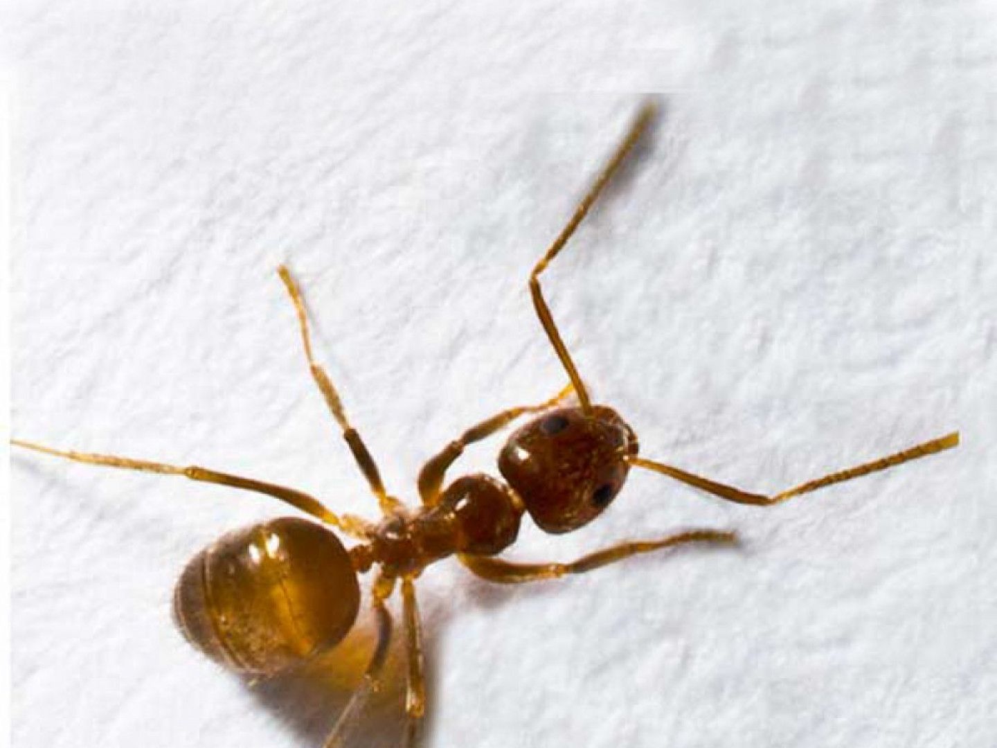 A small, light-brown ant with six legs on a white surface.