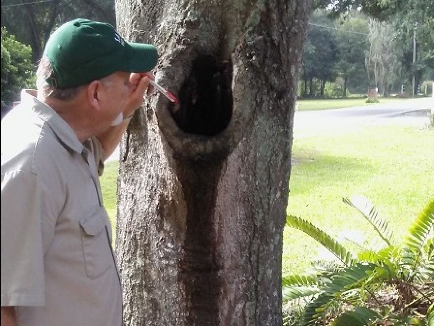 Man in green cap examines tree cavity with a red object. Outdoors, sunny day.
