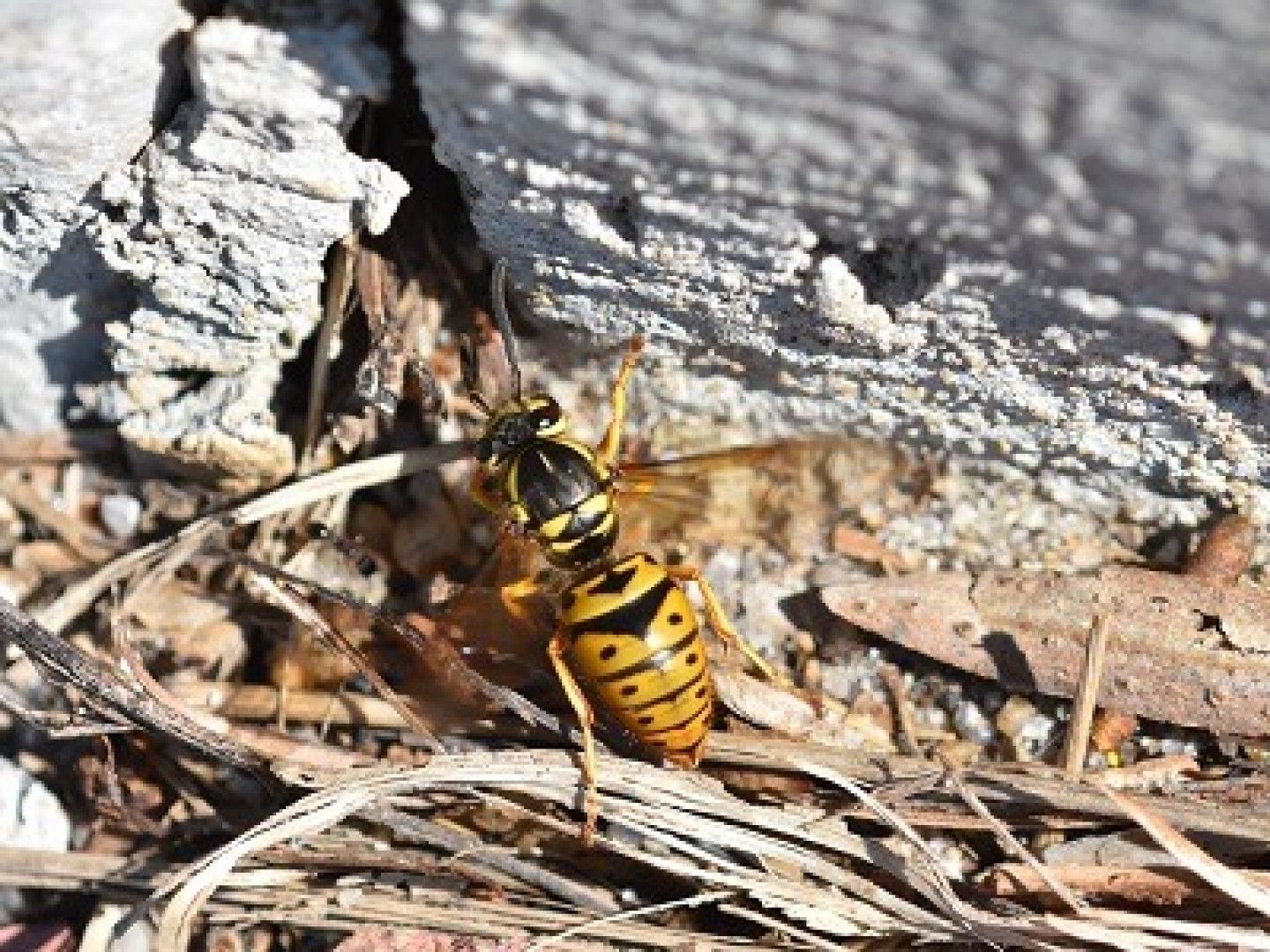 Yellow jacket wasp crawling on dry, brown ground near a light gray wooden structure.