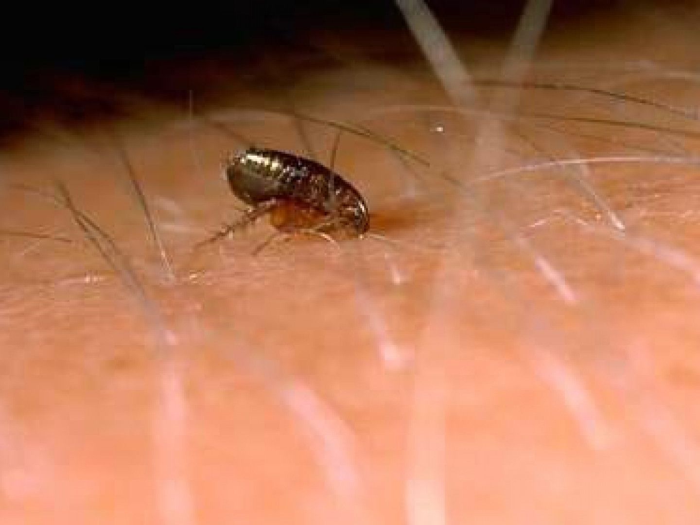 Flea on human skin, brown insect with six legs.