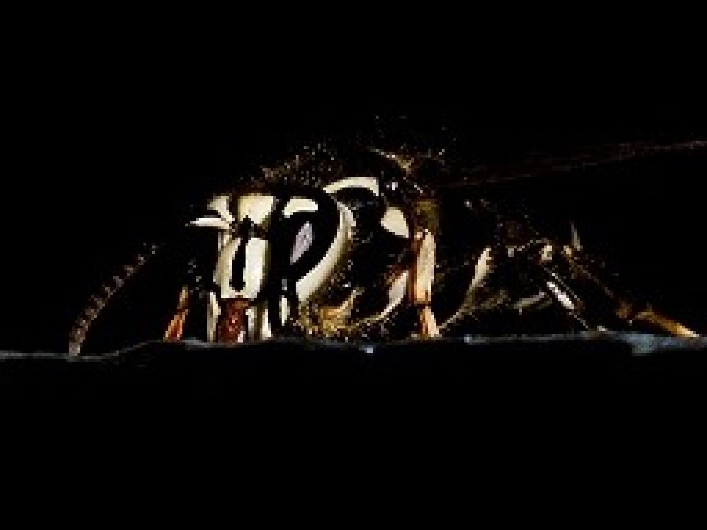 Black and white wasp with detailed face, front view, against black background.