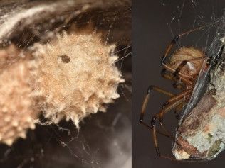 Brown spider with egg sac in a web; the spider is next to the sac.