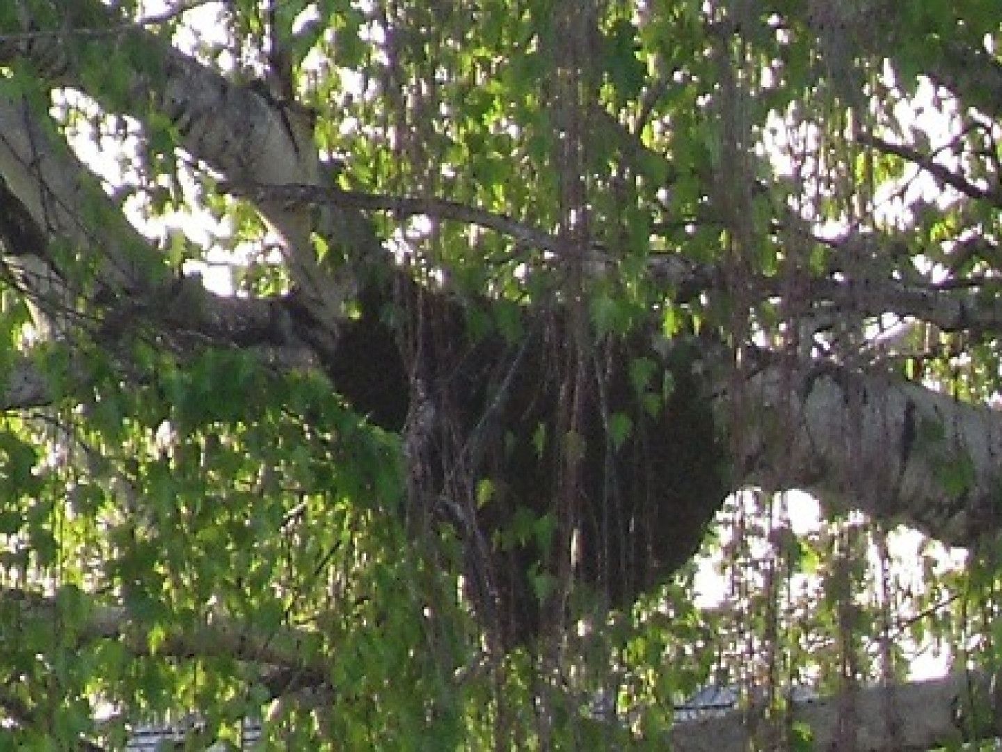 A large tree branch with a dark, enclosed structure among green leaves.