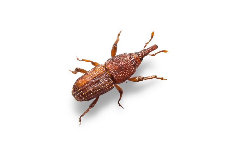Brown weevil with a long snout on a white background.