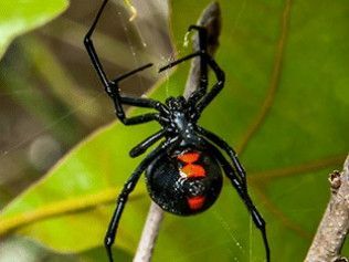 Black widow spider with red hourglass marking on its abdomen, hanging from a web.