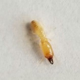 A small, yellow termite larva with a dark tip, on a white surface.