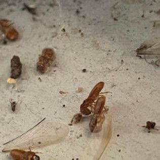 Brown termite swarmers on a white surface, with discarded wings.