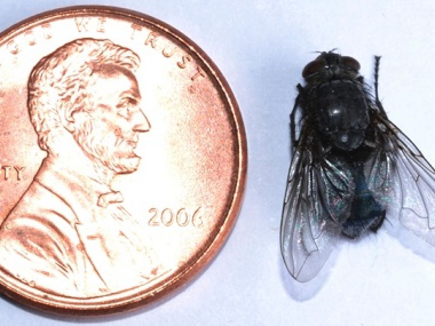 Penny next to a black fly, with clear wings, on a white surface.
