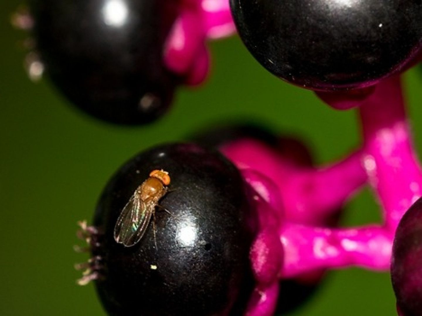Fly on a dark purple berry; pink stem, green background.