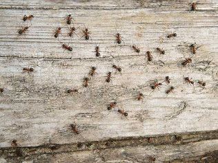 Brown ants crawling on weathered, gray wooden planks.