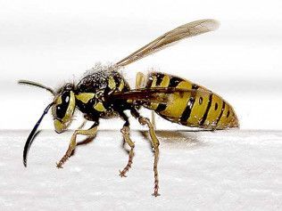 Yellow and black wasp with wings extended, on a white surface.