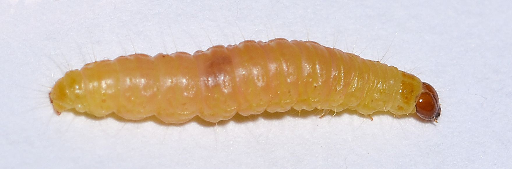 A yellow larva with a dark brown head on a white surface.