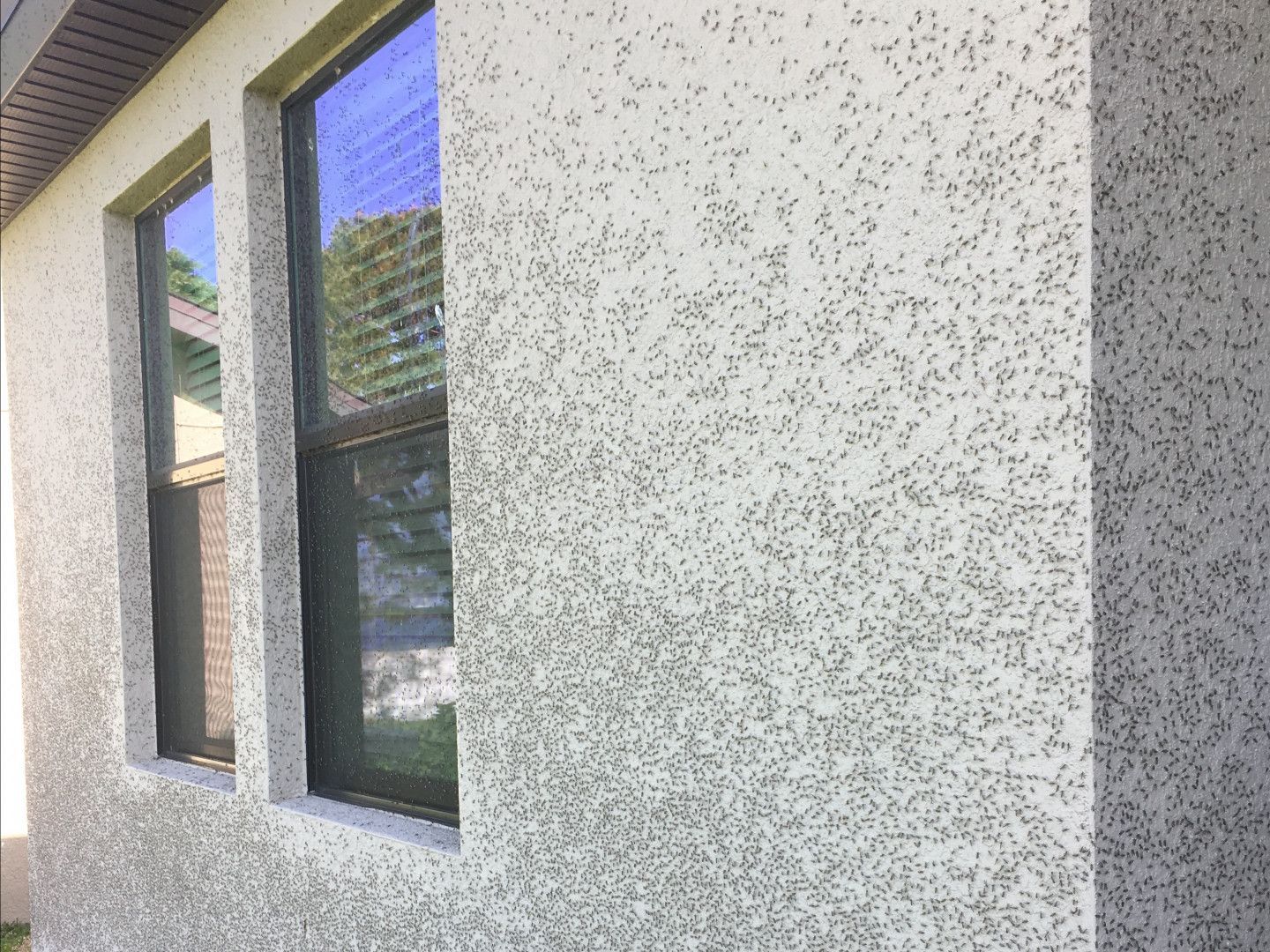 Exterior house wall with textured stucco finish and two windows.