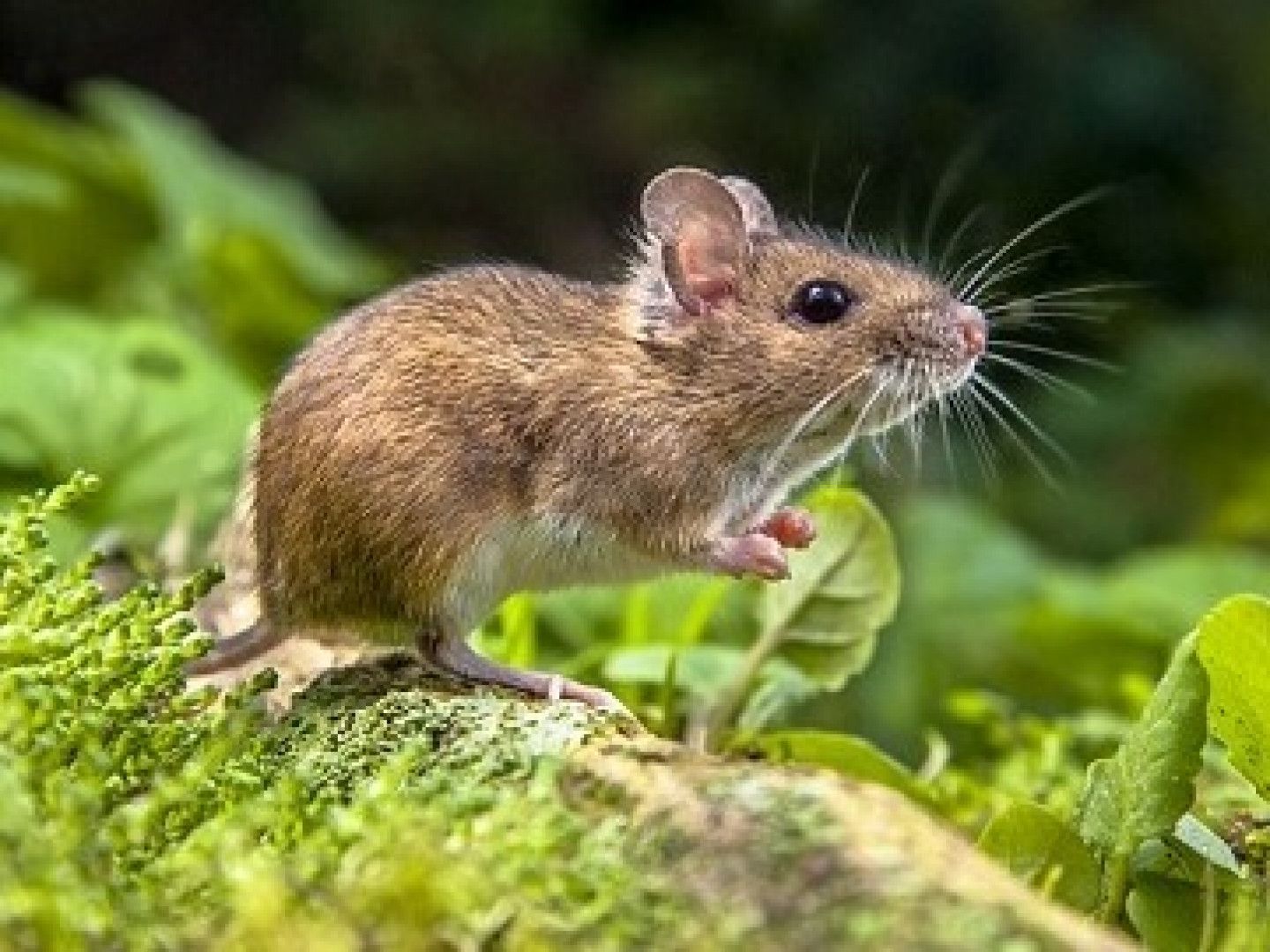 Brown mouse with large ears stands on a mossy log among green leaves.