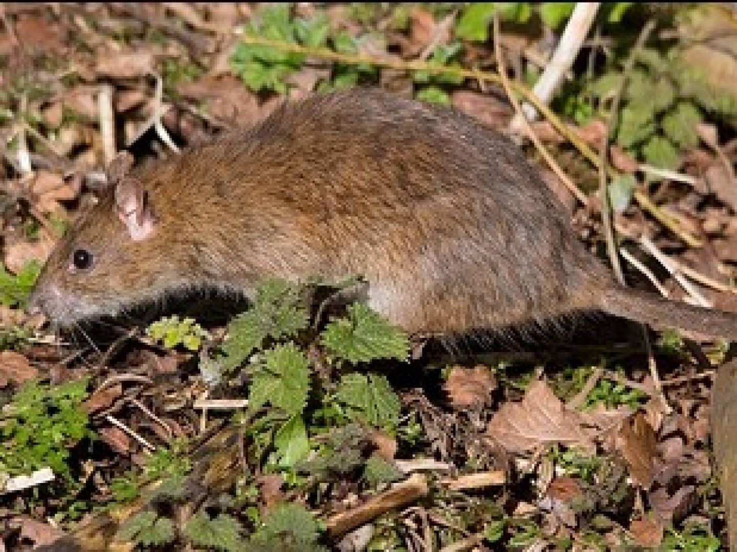 Brown rat in brown leaves and green plants.