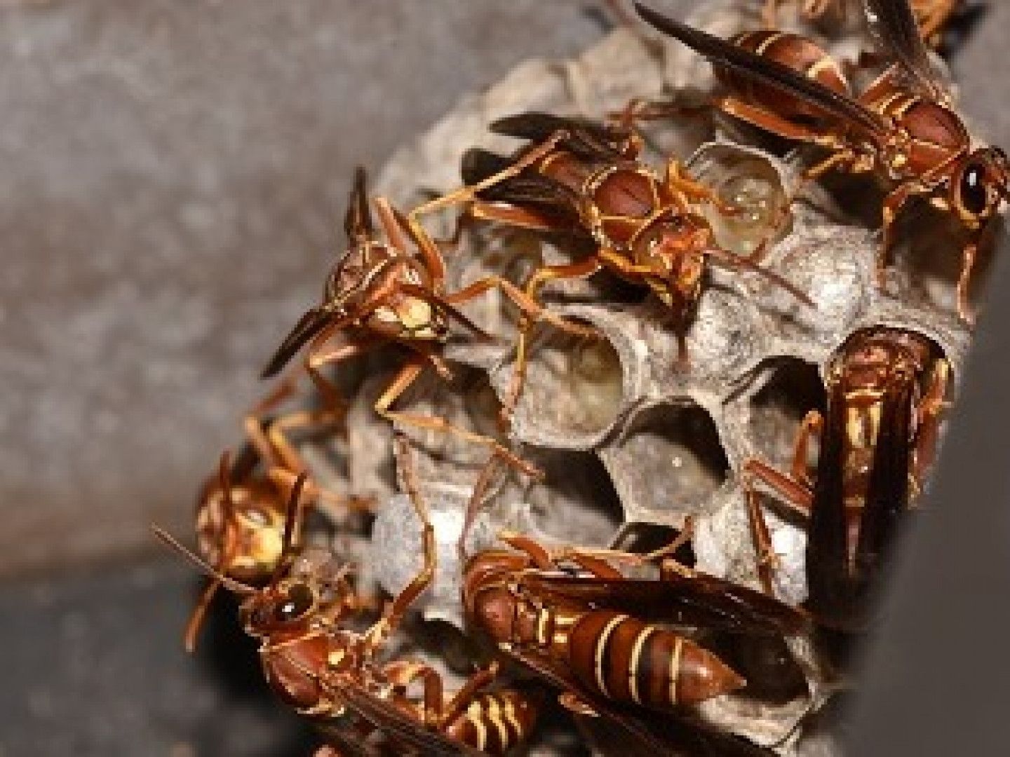 Red paper wasps on a gray, hexagonal nest.