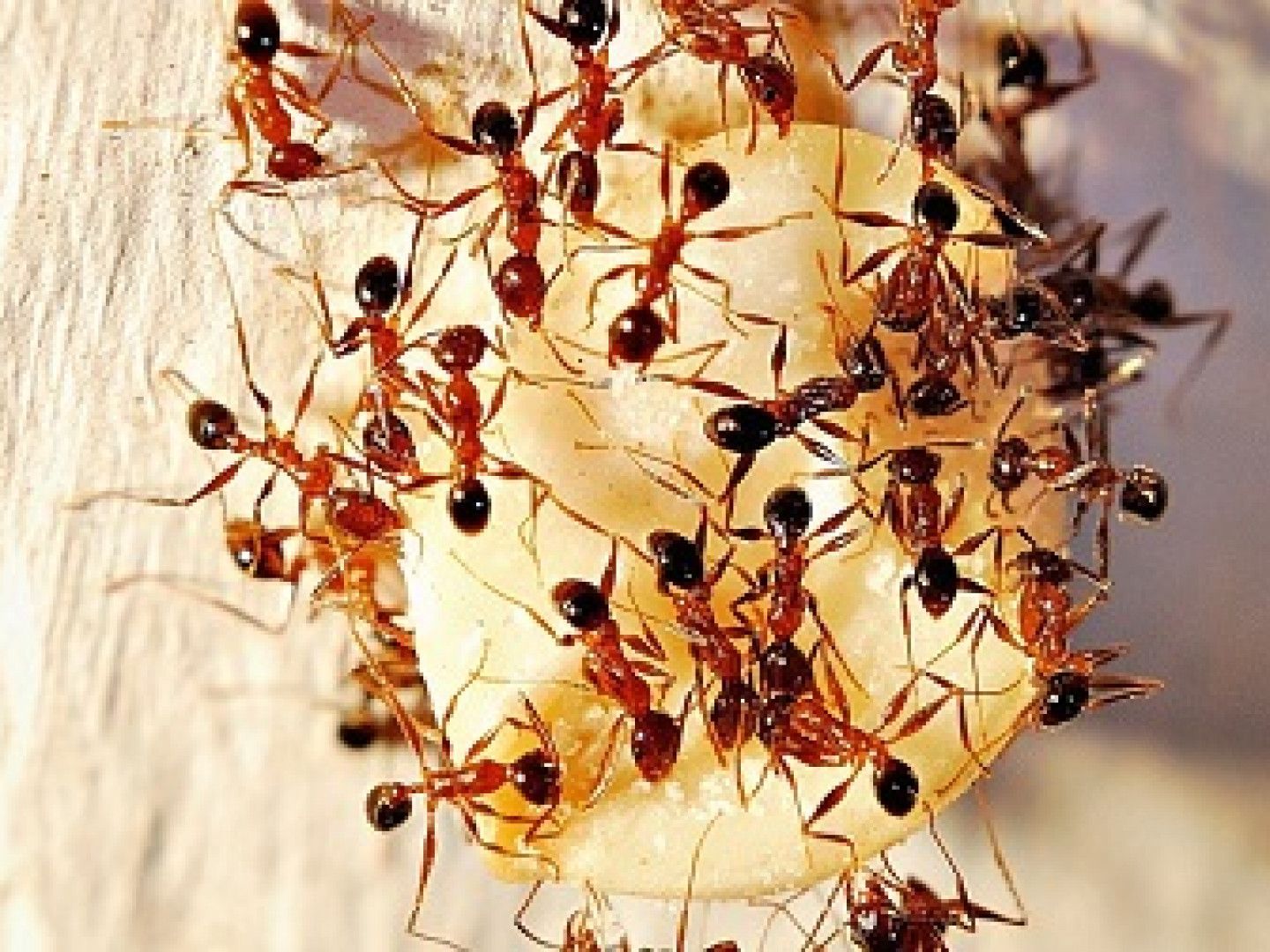 Red ants swarming a piece of light-colored food on a white surface, all working together.