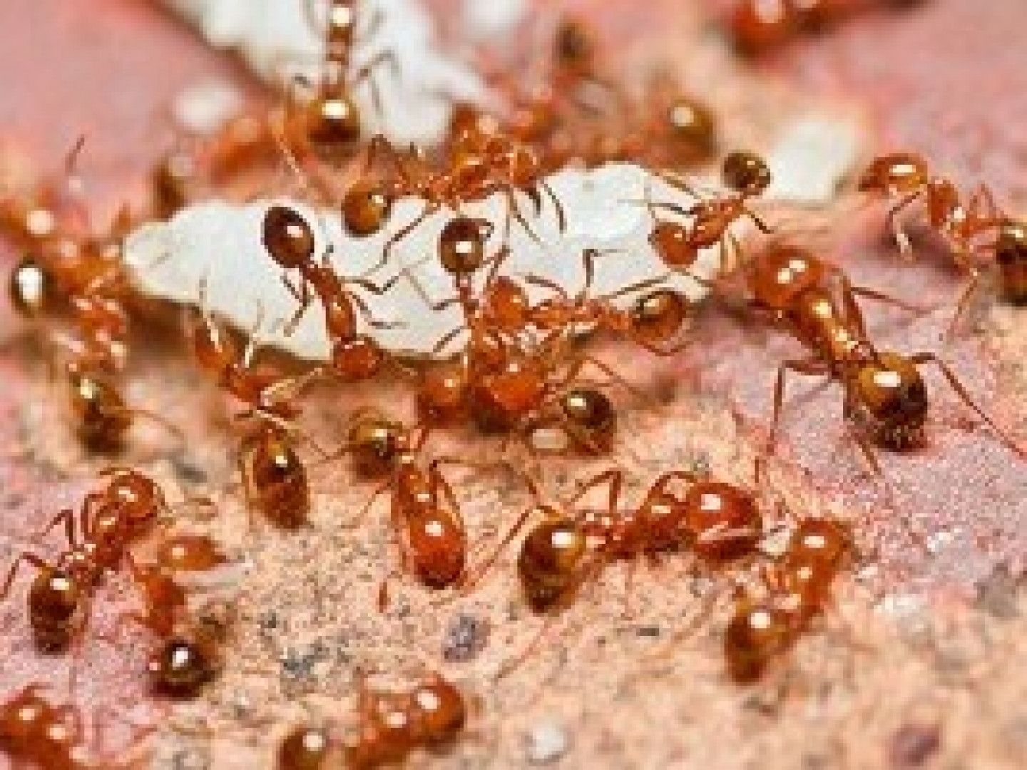 Red ants swarm a white object on a textured, pink surface.