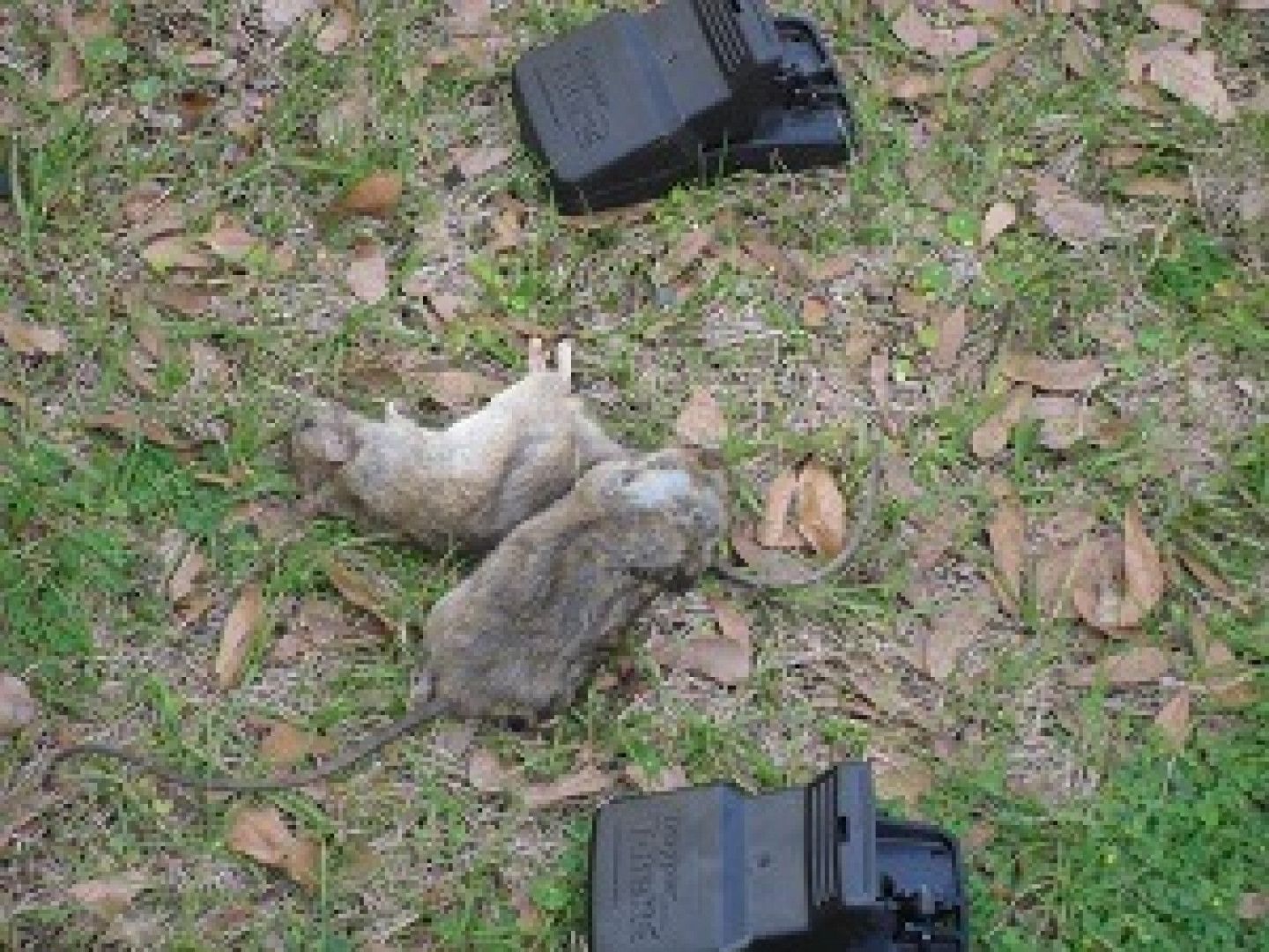 Two dead rats next to rat traps on grass and fallen leaves.