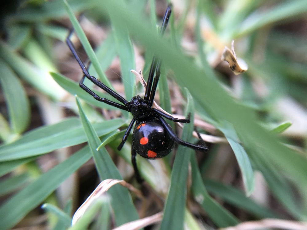 Black widow spider with red spots on its abdomen, among green grass blades.