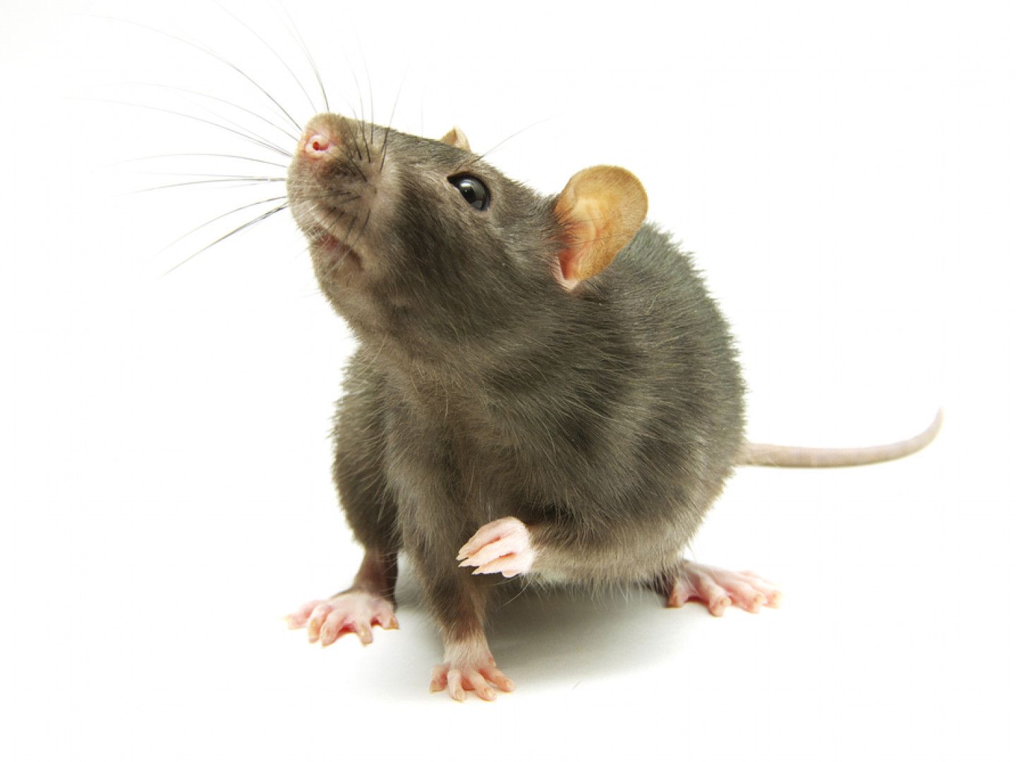 Gray rat looking up, front paws raised, on a white background.