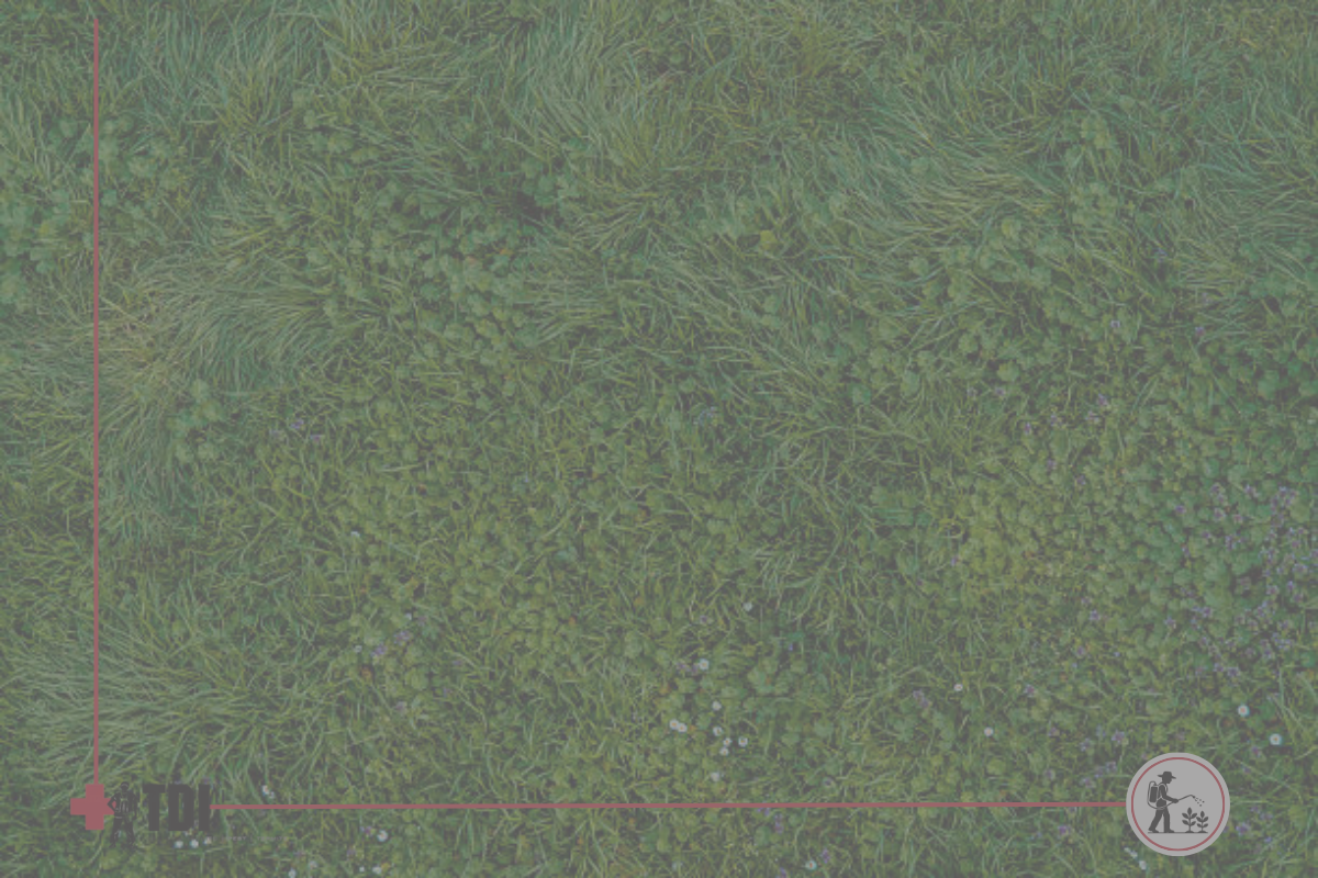 Zoysia and Bermuda Grass