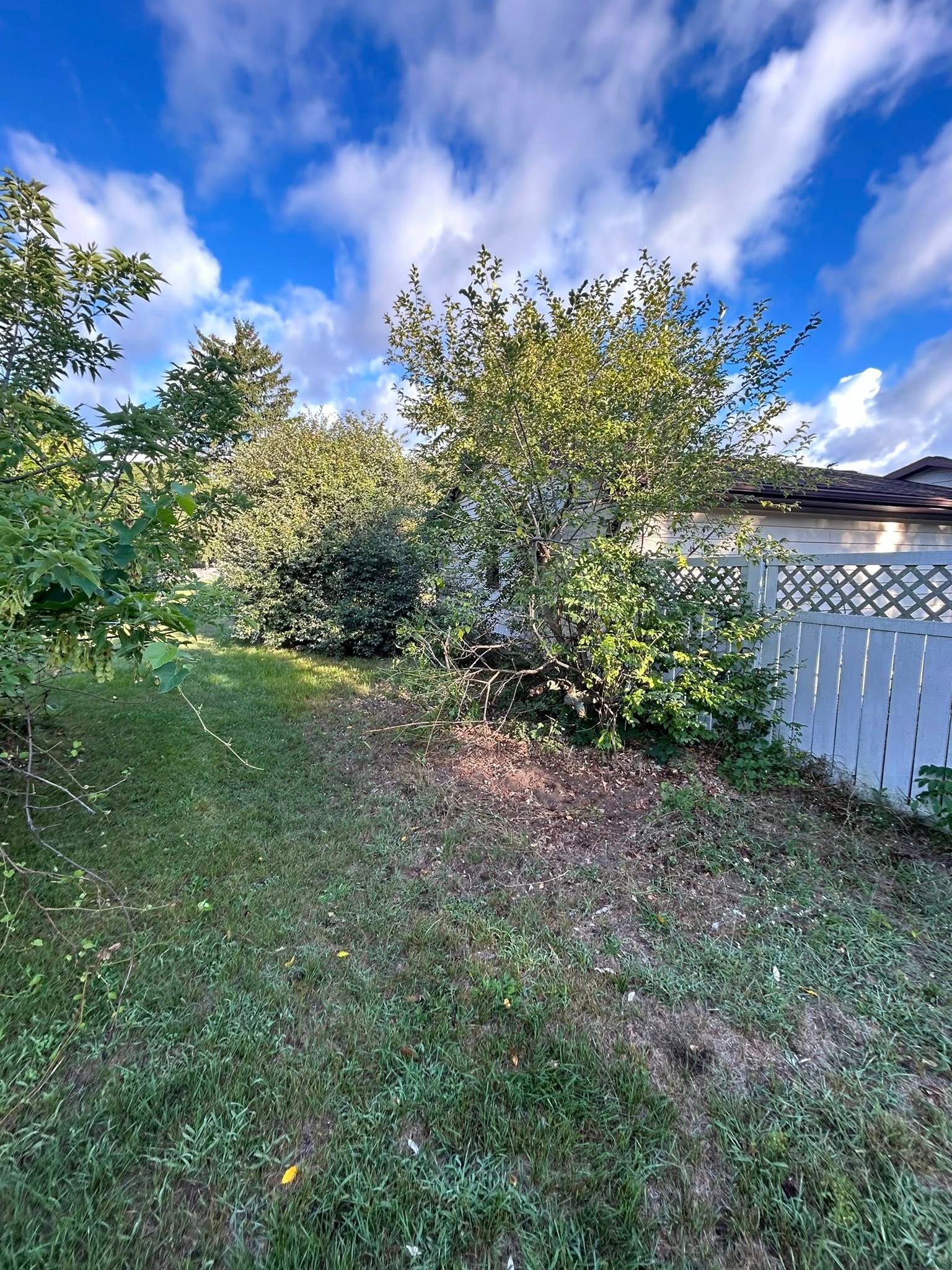 Grassy backyard with trees and bushes beside a white fence under a bright blue sky with clouds