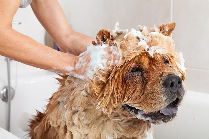 Chow Chow dog being bathed in a white tub, covered in soap suds. Someone is washing its head.