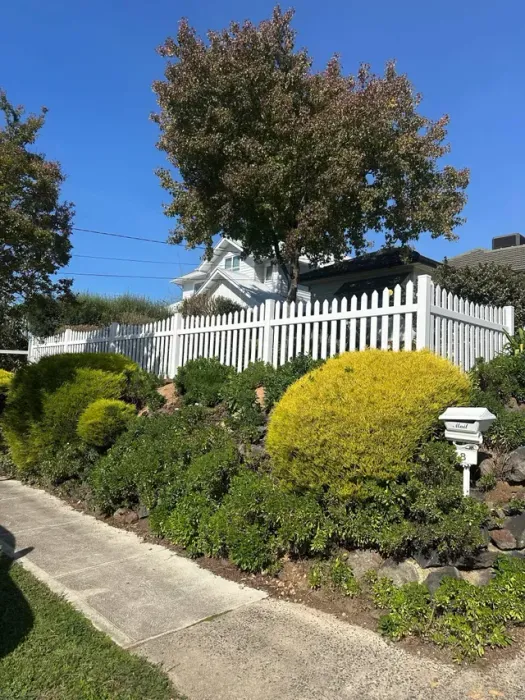 White picket fence beside flowering shrubs and a tree along a sunny path under a blue sky