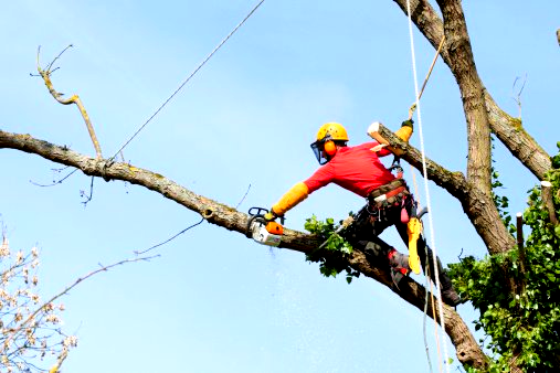 tree removal adelaide