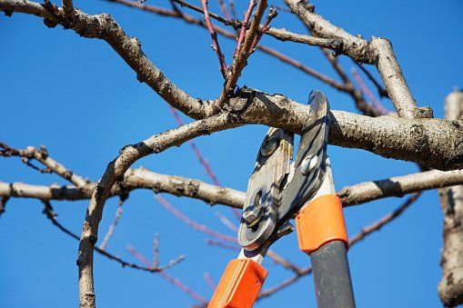 tree branches being pruned