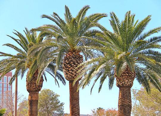 palm tree removal