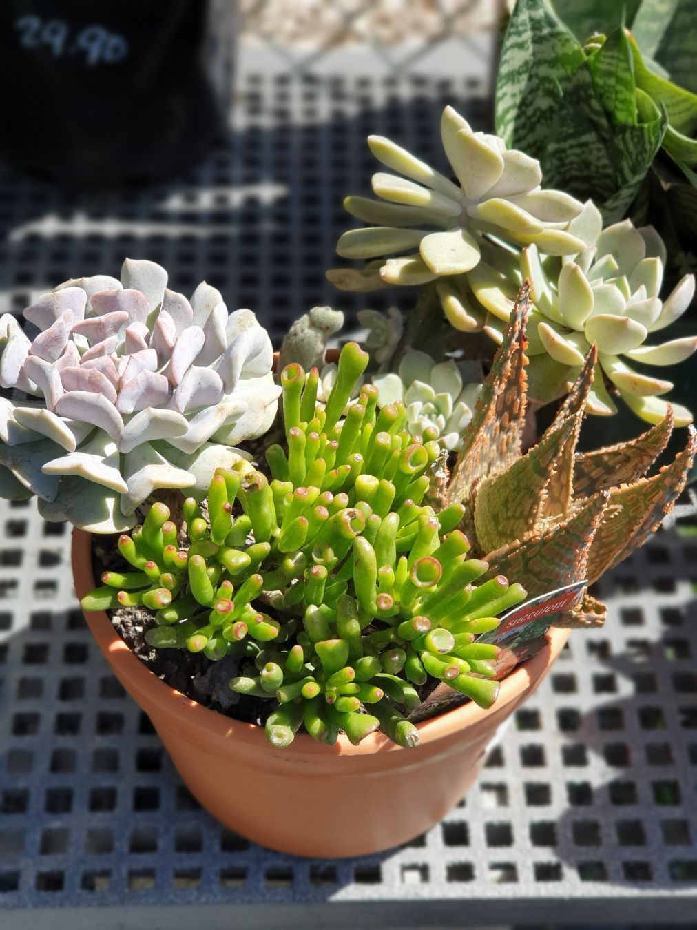 Beautiful Succulent Pot — Landscape Supplies in Port Macquarie, NSW