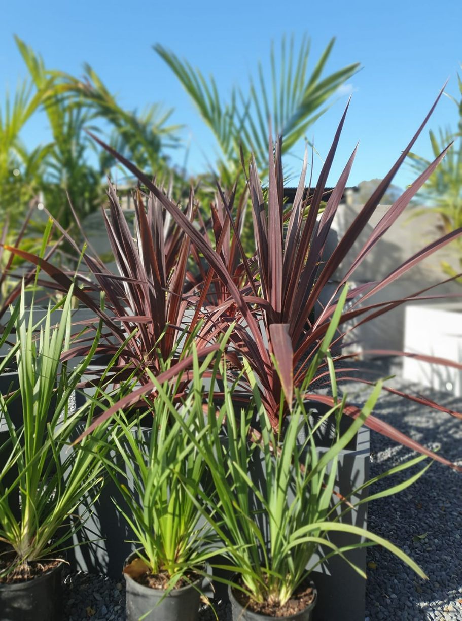 Longifolia — Nursery in Port Macquarie, NSW
