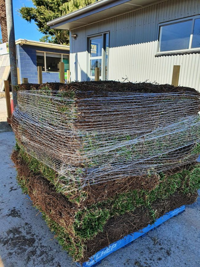 Kings Pride Buffalo Turf — Nursery in Port Macquarie, NSW