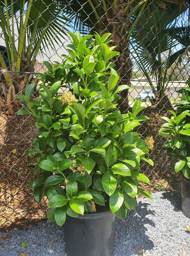 Sweet Viburnum Hedges — Nursery in Port Macquarie, NSW