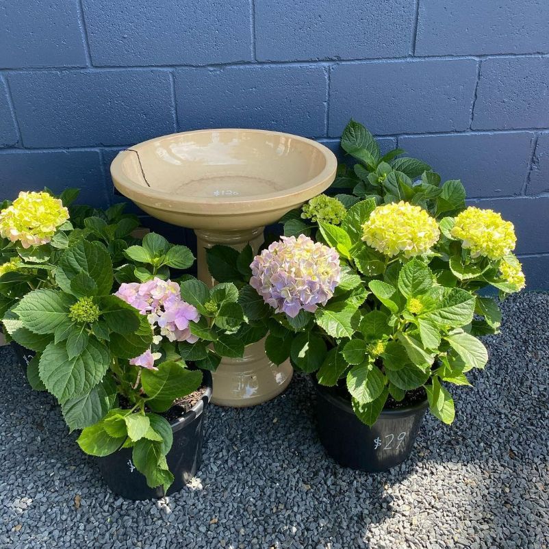 Hydrangeas And Bird Bath — Landscape Supplies in Laurieton, NSW