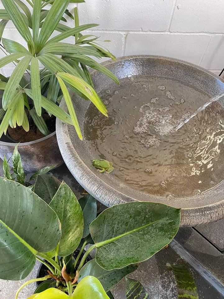 Bird Bath Water Feature — Nursery in Port Macquarie, NSW