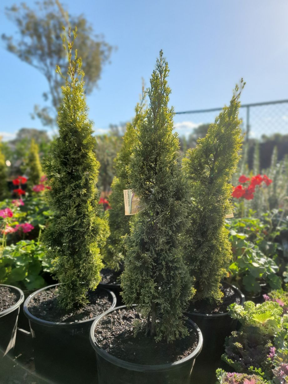 Cupressus Swane's Gold — Landscape Supplies in Laurieton, NSW