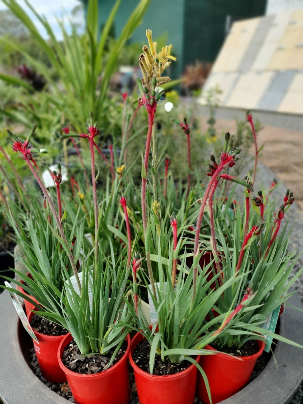 Kangaroo Paw Bush Dance Plant — Landscape Supplies in Port Macquarie, NSW
