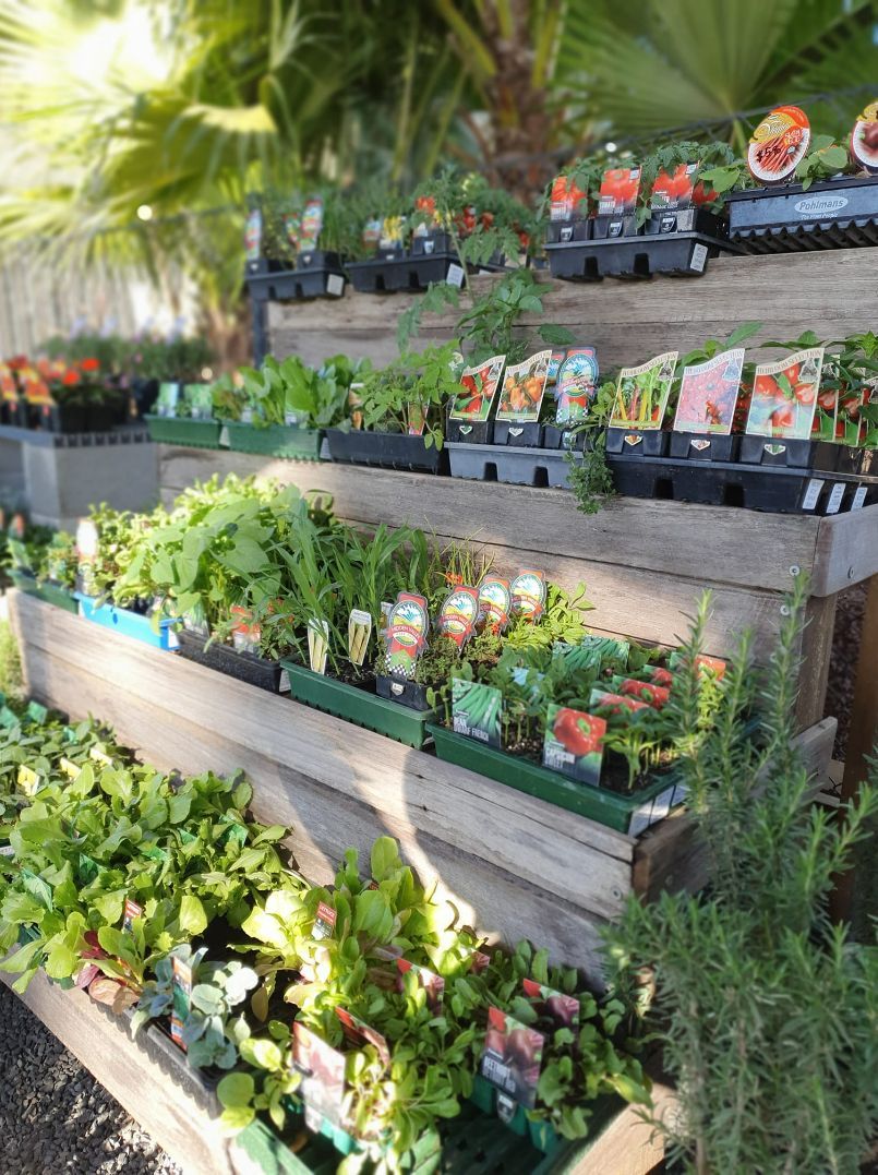 Assorted Herbs And Vegetable Punnets — Nursery in Port Macquarie, NSW